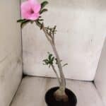 Planta Simples 3467 – 35cm – 03 anos