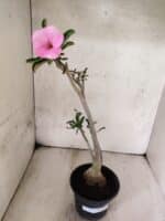 Planta Simples 3467 – 35cm – 03 anos