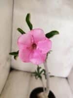 Planta Simples 3467 – 35cm – 03 anos - Imagem 3