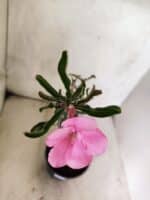 Planta Simples 3467 – 35cm – 03 anos - Imagem 4