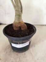 Planta Simples 3467 – 35cm – 03 anos - Imagem 6