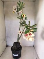 Planta Simples 3468 – 35cm – 03 anos - Imagem 2