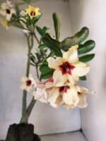 Planta Simples 3468 – 35cm – 03 anos