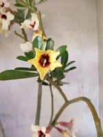 Planta Simples 3468 – 35cm – 03 anos - Imagem 4