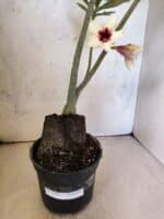 Planta Simples 3468 – 35cm – 03 anos - Imagem 8