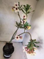 Planta Simples 3468 – 35cm – 03 anos - Imagem 7