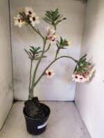 Planta Simples 3468 – 35cm – 03 anos - Imagem 6