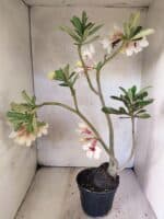 Planta Simples 3468 – 35cm – 03 anos - Imagem 5