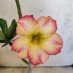 Planta Simples 3469 – 30cm – 02 anos