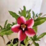 Planta Simples 3470 – 25cm – 02 anos