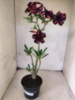 Planta Simples 3471 – 35cm – 03 anos - Imagem 2