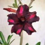 Planta Simples 3471 – 35cm – 03 anos