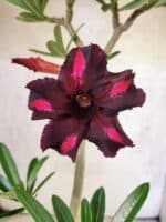 Planta Simples 3471 – 35cm – 03 anos