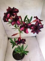 Planta Simples 3471 – 35cm – 03 anos - Imagem 4