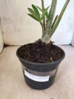 Planta Simples 3471 – 35cm – 03 anos - Imagem 6