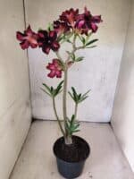 Planta Simples 3471 – 35cm – 03 anos - Imagem 5