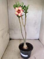 Planta Simples 3472 – 30cm – 03 anos - Imagem 2