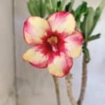 Planta Simples 3472 – 30cm – 03 anos