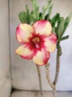 Planta Simples 3472 – 30cm – 03 anos