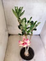 Planta Simples 3472 – 30cm – 03 anos - Imagem 4