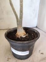 Planta Simples 3472 – 30cm – 03 anos - Imagem 7