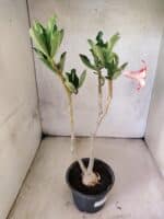 Planta Simples 3472 – 30cm – 03 anos - Imagem 6