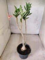 Planta Simples 3472 – 30cm – 03 anos - Imagem 5