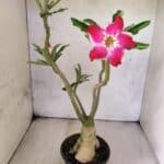 Planta Simples 3473 – 35cm – 03 anos