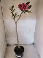 Planta Simples 3474 – 35cm – 03 anos - Imagem 2