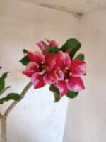 Planta Simples 3474 – 35cm – 03 anos - Imagem 6