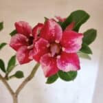 Planta Simples 3474 – 35cm – 03 anos