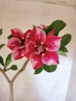 Planta Simples 3474 – 35cm – 03 anos