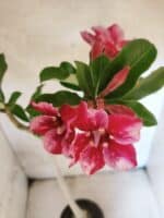 Planta Simples 3474 – 35cm – 03 anos - Imagem 4