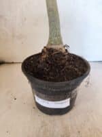 Planta Simples 3474 – 35cm – 03 anos - Imagem 8