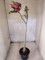 Planta Simples 3474 – 35cm – 03 anos - Imagem 7