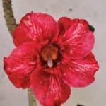 Planta Simples 3475 – 30cm – 02 anos