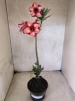 Planta Simples 3476 – 35cm – 03 anos - Imagem 2