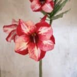 Planta Simples 3476 – 35cm – 03 anos