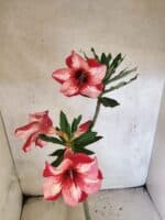 Planta Simples 3476 – 35cm – 03 anos - Imagem 4