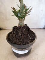 Planta Simples 3476 – 35cm – 03 anos - Imagem 7