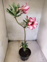 Planta Simples 3476 – 35cm – 03 anos - Imagem 5