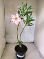 Planta Simples 3477 – 30cm – 02 anos - Imagem 2