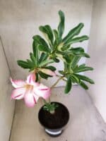 Planta Simples 3477 – 30cm – 02 anos - Imagem 4