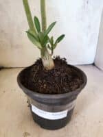 Planta Simples 3477 – 30cm – 02 anos - Imagem 7