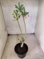 Planta Simples 3477 – 30cm – 02 anos - Imagem 5