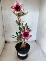 Planta Simples 3478 – 35cm – 03 anos - Imagem 2