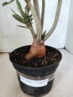 Planta Simples 3478 – 35cm – 03 anos - Imagem 8