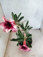 Planta Simples 3478 – 35cm – 03 anos - Imagem 5