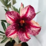 Planta Simples 3478 – 35cm – 03 anos