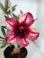 Planta Simples 3478 – 35cm – 03 anos